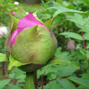 Japanese Tree Peony