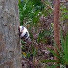 Florida Tree Snail