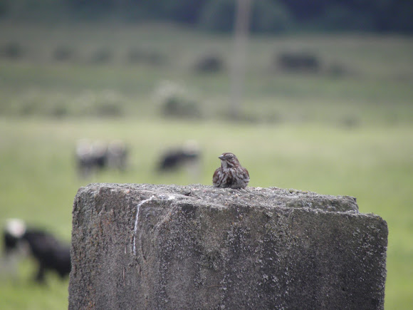 Spotting Image 1