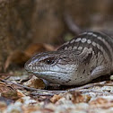 Blue Tongue Lizard