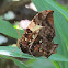 Jazzy Leafwing