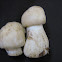 Mushroom of saint george-Seta de San Jorge(Perretxico)