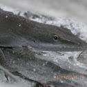 Green Anole