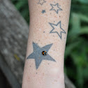 Ladybug