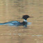 Red-breasted Merganser