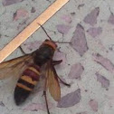 Wasp