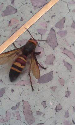 Spotting Image 1