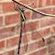 Spreadwing damselfly