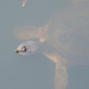 Soft Shell Turtle