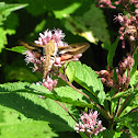 White-lined Sphinx Moth