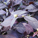 Blood Leaf