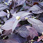 Blood Leaf