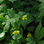 Evergreen Violet