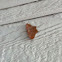 Large Maple Spanworm
