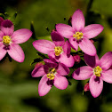 Common Centaury