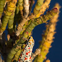 Crimson-speckled Flunkey