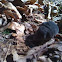 Vole