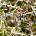Variegated Meadowhawk