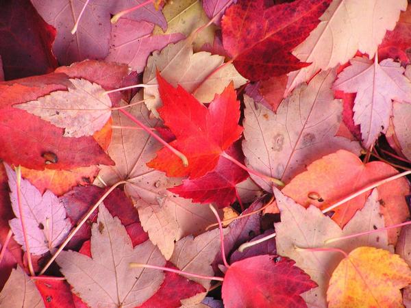 Maple