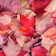 Maple