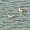 Spot-Billed Duck
