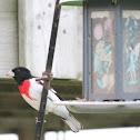 Rose breasted grosbeak