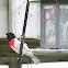 Rose breasted grosbeak