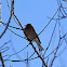 Chaffinch