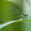 Rambur's Forktail