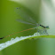 Rambur's Forktail