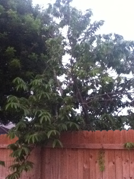 Spotting Image 1