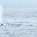 Blue Whale