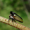 Membracid Treehopper