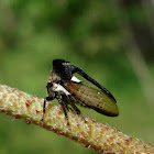 Membracid Treehopper