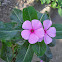 Madacascar Periwinkle