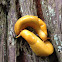 Banana slug