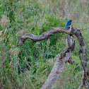Greater Blue-eared Glossy-Starling