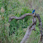 Greater Blue-eared Glossy-Starling