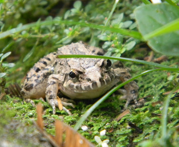 Spotting Image 1
