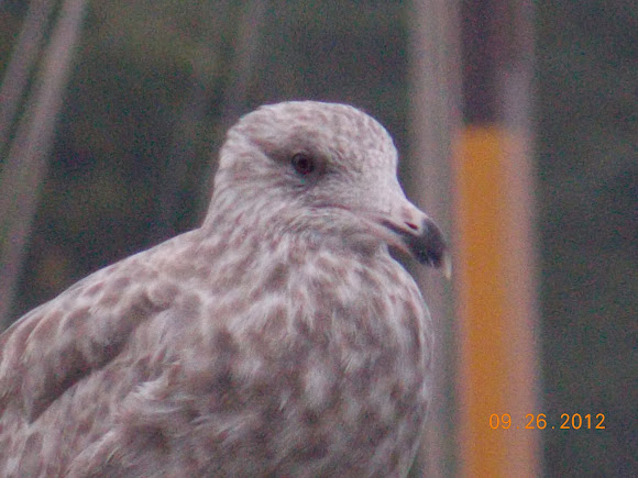 Spotting Image 1