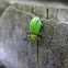 groene bladsnuitkever (Phyllobius pomaceus)
