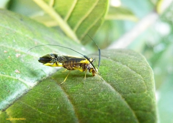 Spotting Image 1