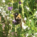 Bumble Bee