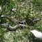 Garter snake