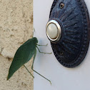 Greater Wing Katydid