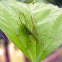 katydid