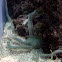Green Brittle Star