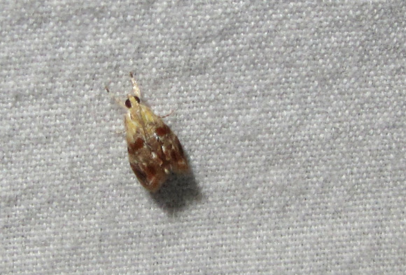 Spotting Image 1
