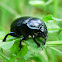 earth-boring dung beetles, żuk gnojowy
