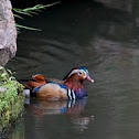 Mandarin Duck